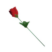 Rosa afrodisíaca